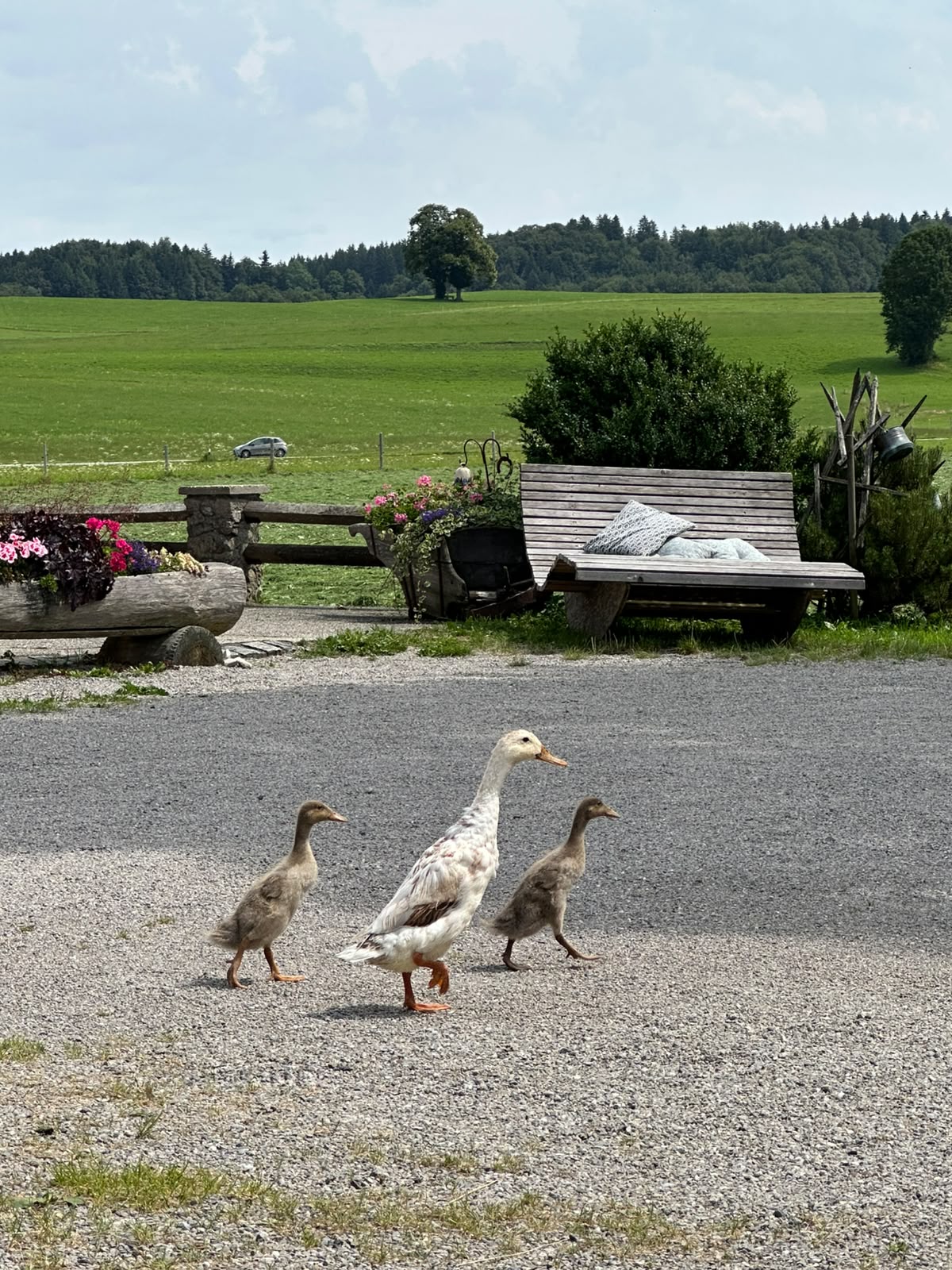 Enten spazieren über den Hof