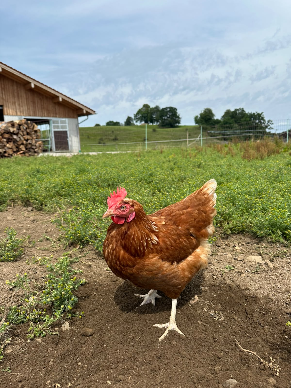 Freilaufendes Huhn am Bacherhof
