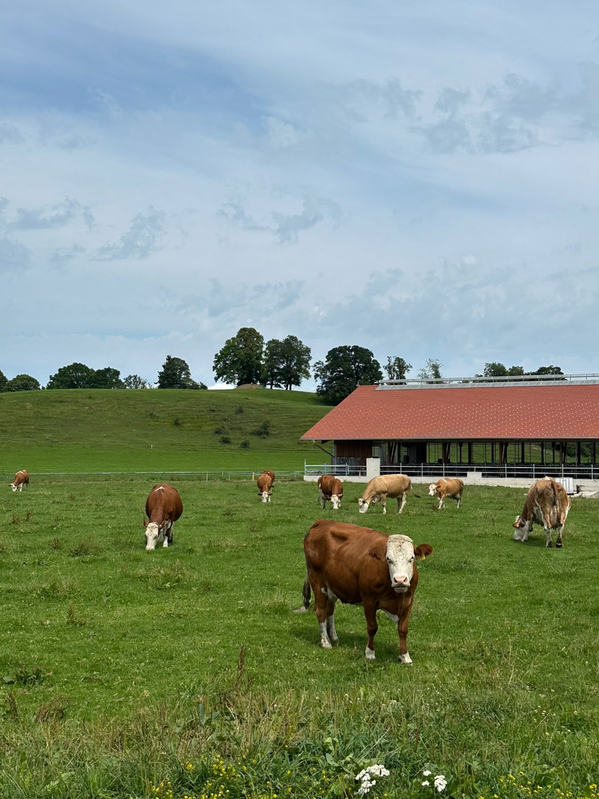 Kühe auf der Weide vor dem Laufstall