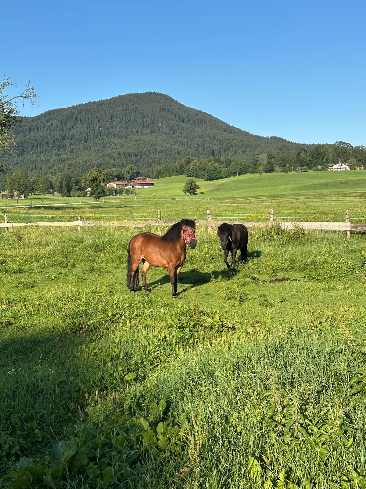 Ponys auf der Koppel – Ausreiten am Nachbarhof