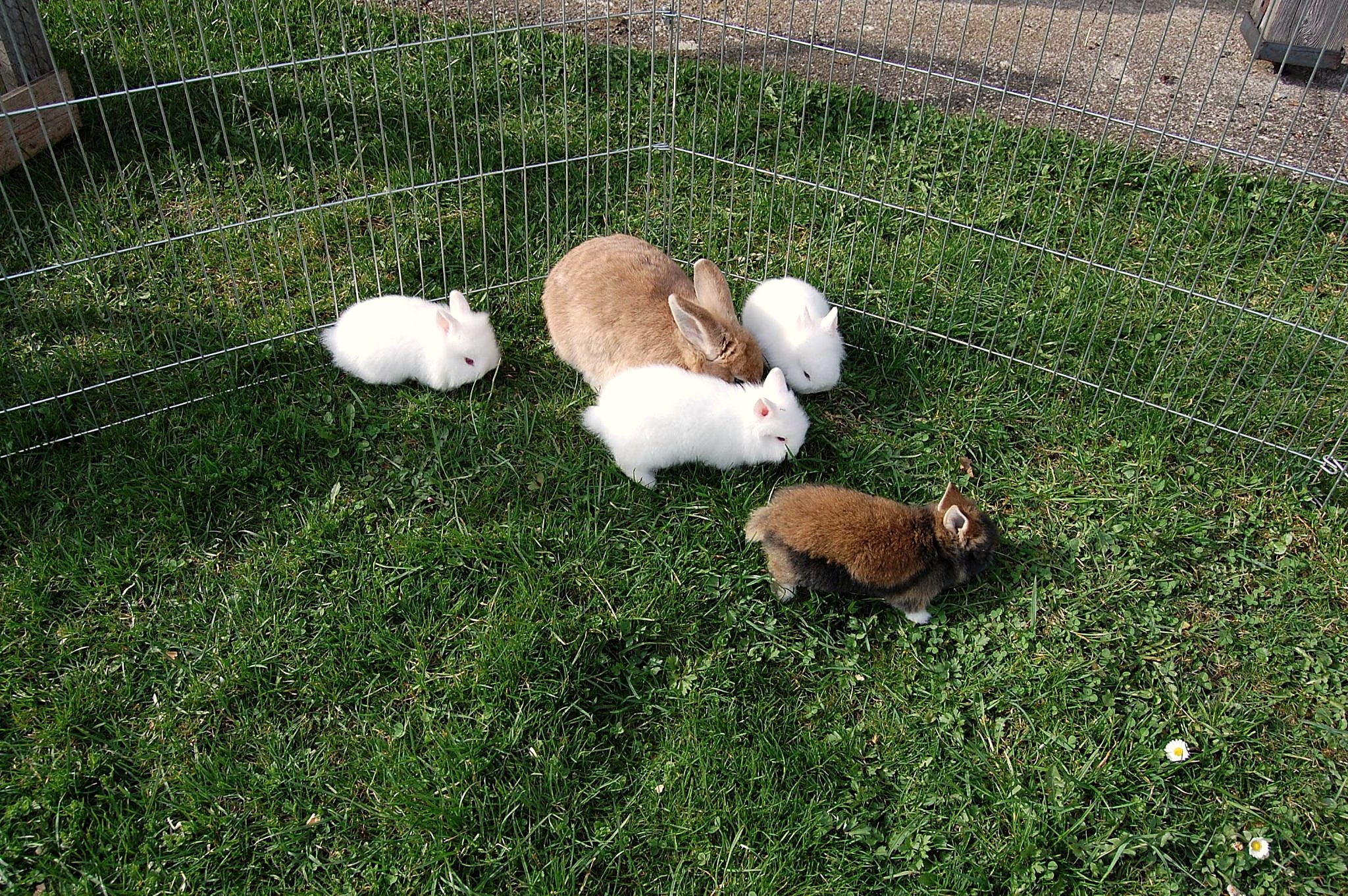 Tiere am Hof
