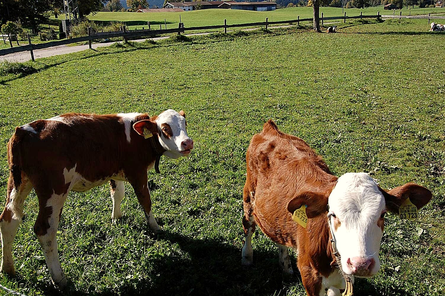 Tiere am Hof